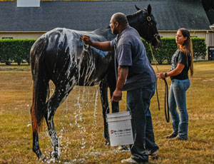 Cary Frommer Bath time for a yearling