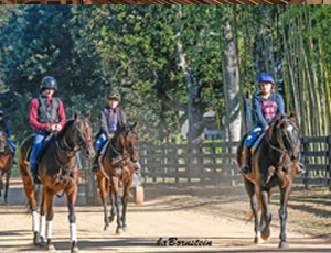 Cary Frommer - Race hiorses hacking out at Aiken, SC